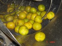  LAVADORA DE NARANJAS Y CITRICOS
